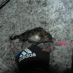 やっぱりガシラよりアジ！